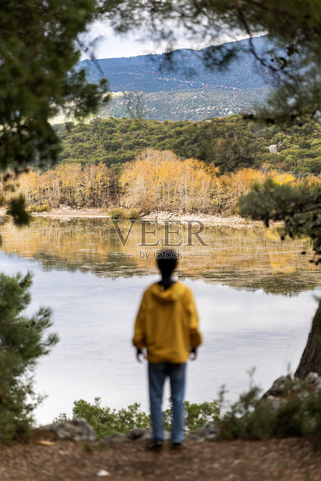 年轻男子穿着黄色外套,透过树木观看湖泊,秋天。照片摄影图片