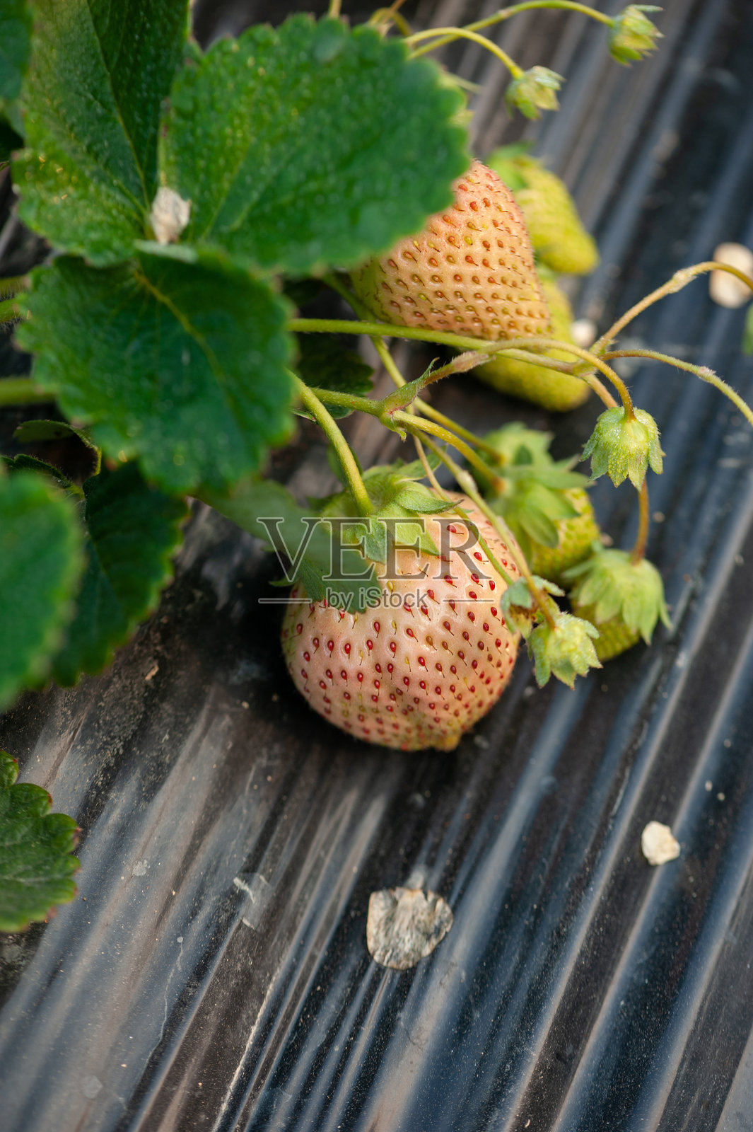 花园中生长的草莓果实照片摄影图片