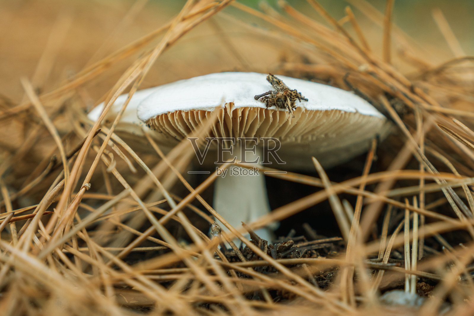白色不可食用蘑菇的特写,清晰的鳃在落下的云杉针叶中冒出。照片摄影图片