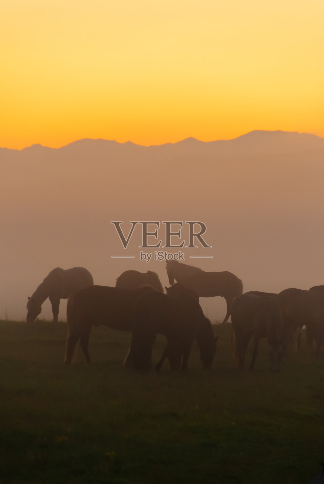 雾中的冰岛马在田野里照片摄影图片