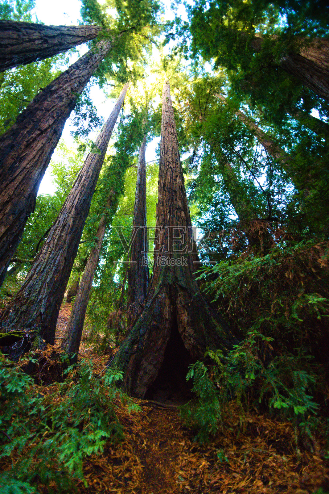 古老红杉树丛的广角视图照片摄影图片