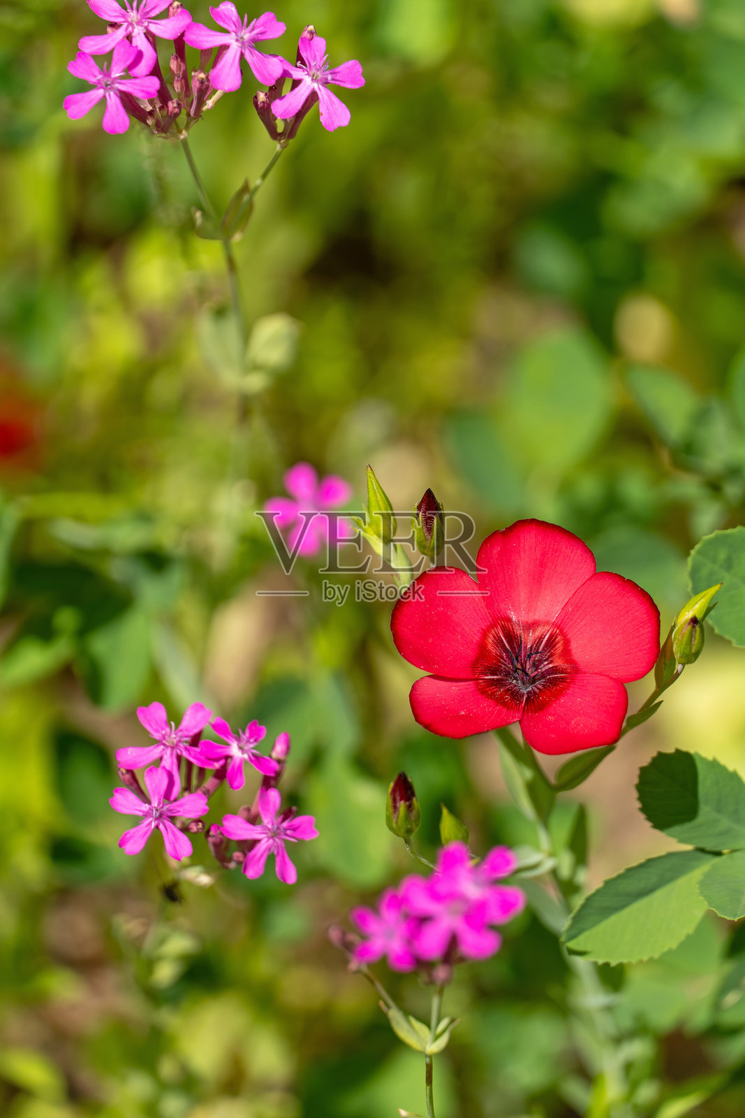 红亚麻和阿托西翁花照片摄影图片