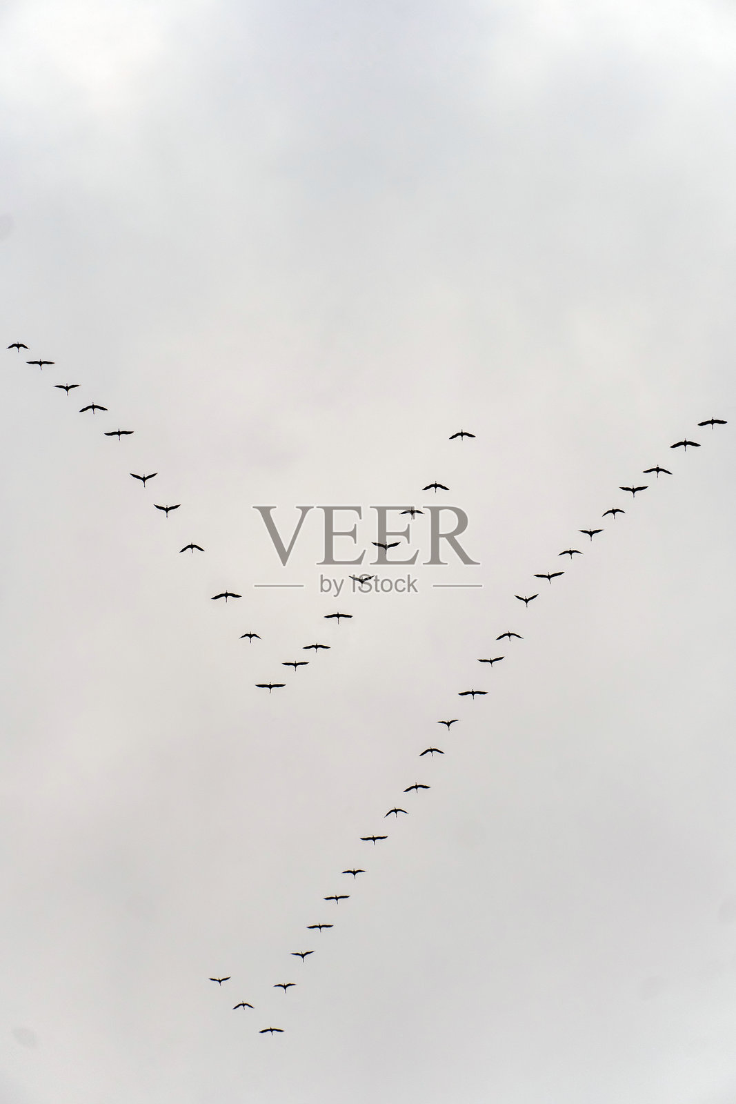 鹤的迁徙照片摄影图片