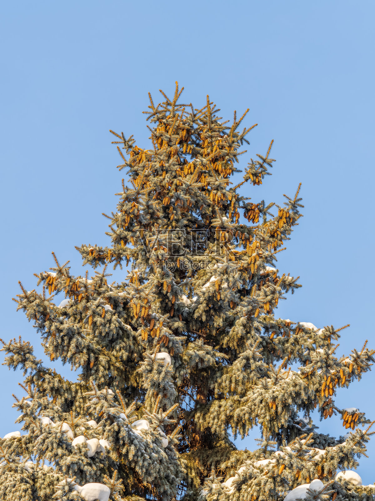 冬季蓝天下的绿云杉树枝,带有针叶和松果。云杉上有许多松果。照片摄影图片