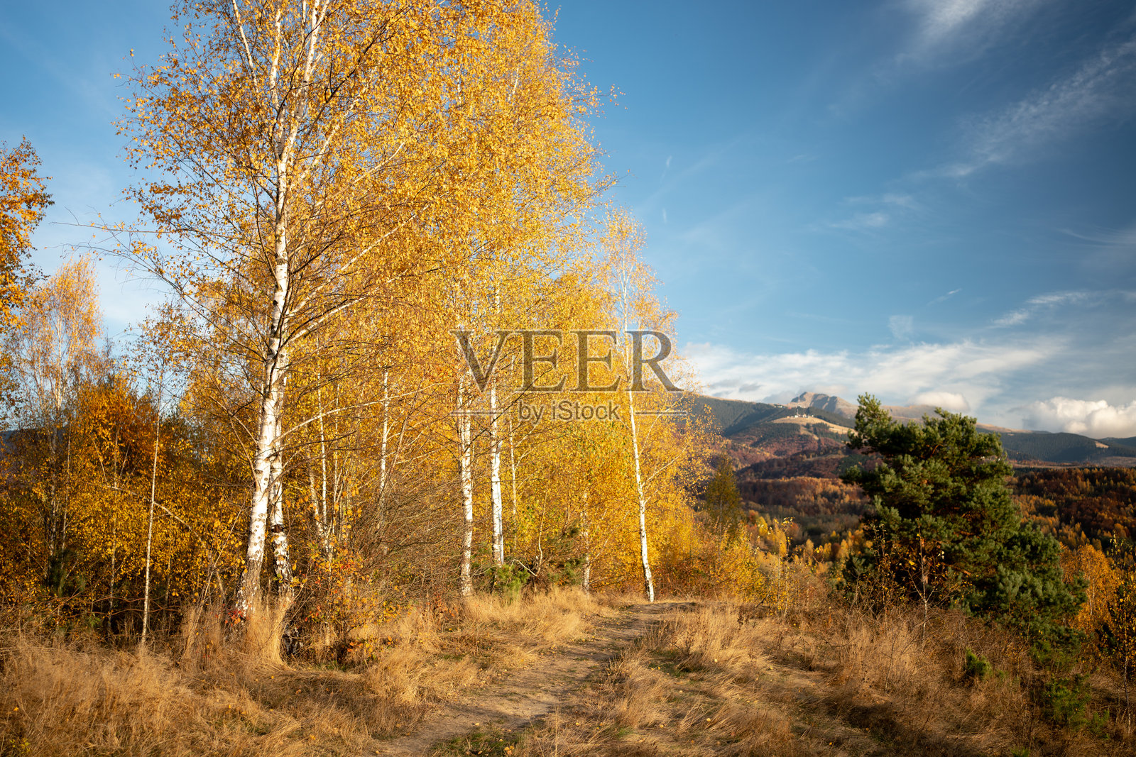 山上的黄色树木照片摄影图片