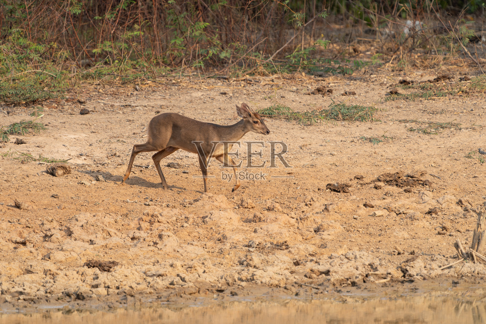 小鹿照片摄影图片