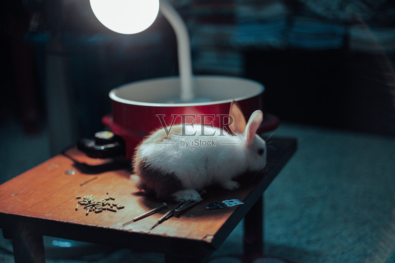 可爱的泰国兔子照片摄影图片