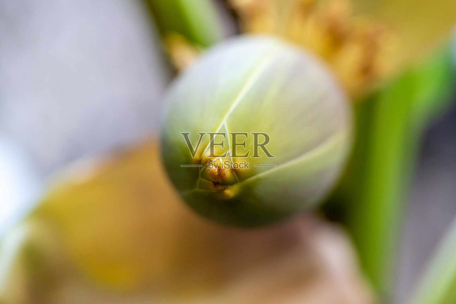 香蕉植物的花照片摄影图片