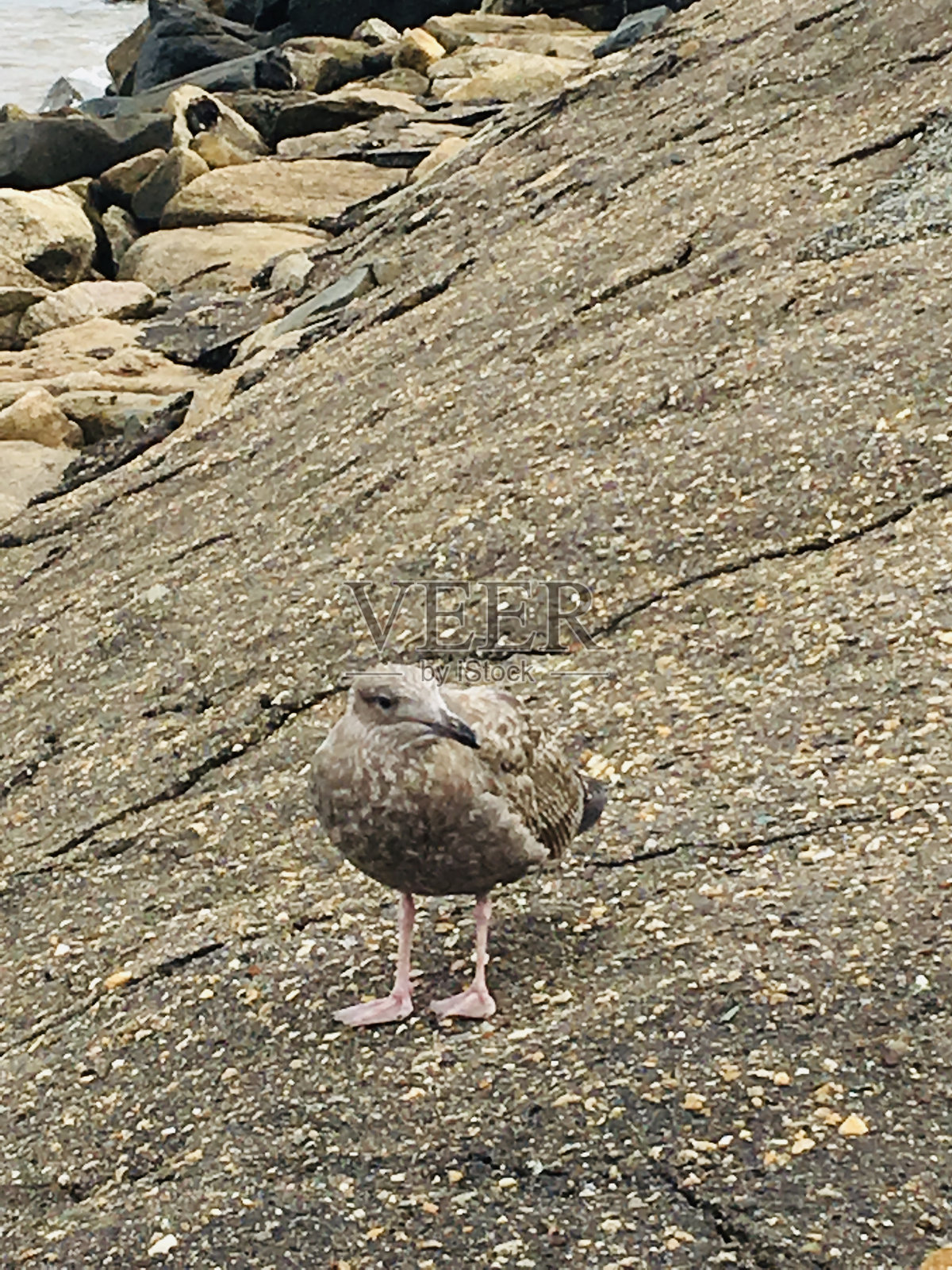 在马萨诸塞州的玛莎葡萄园拍摄的美国鲱鱼鸥,拍摄于初秋。照片摄影图片