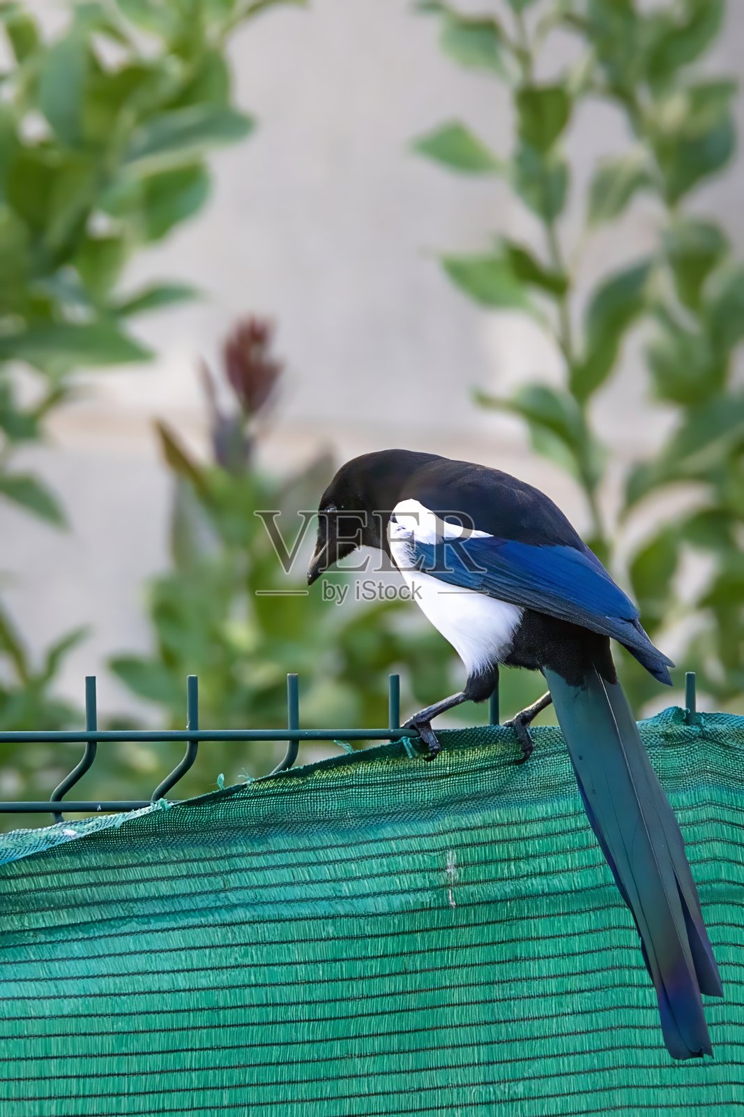 喜鹊(Pica pica),一种属于鸦科的雀鸟,拥有黑色、白色和蓝色的羽毛,栖息在栏杆上。照片摄影图片