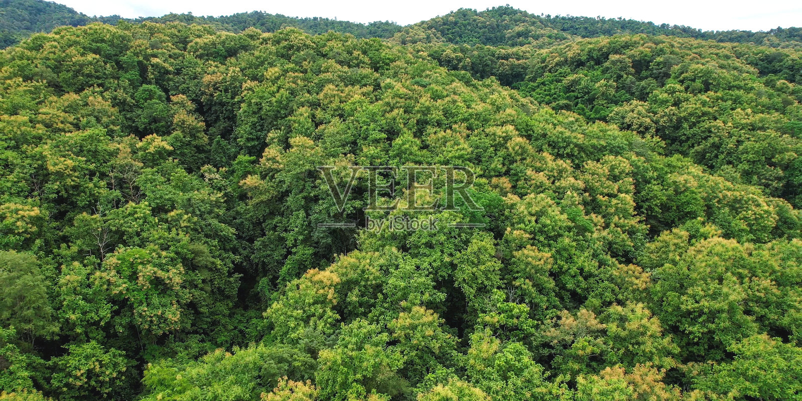 无人机拍摄的绿色雨林和山丘的空中景观照片摄影图片