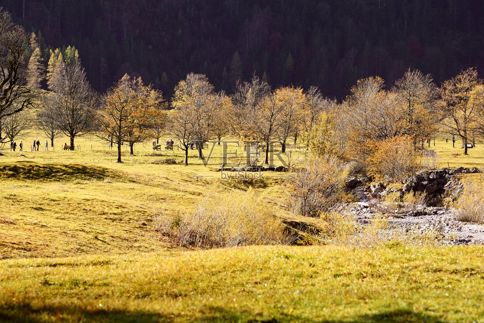 奥地利的秋天色彩。秋季森林。阿尔卑斯山的秋天。秋季的大阿霍恩博登。欧洲的金色秋天。照片摄影图片