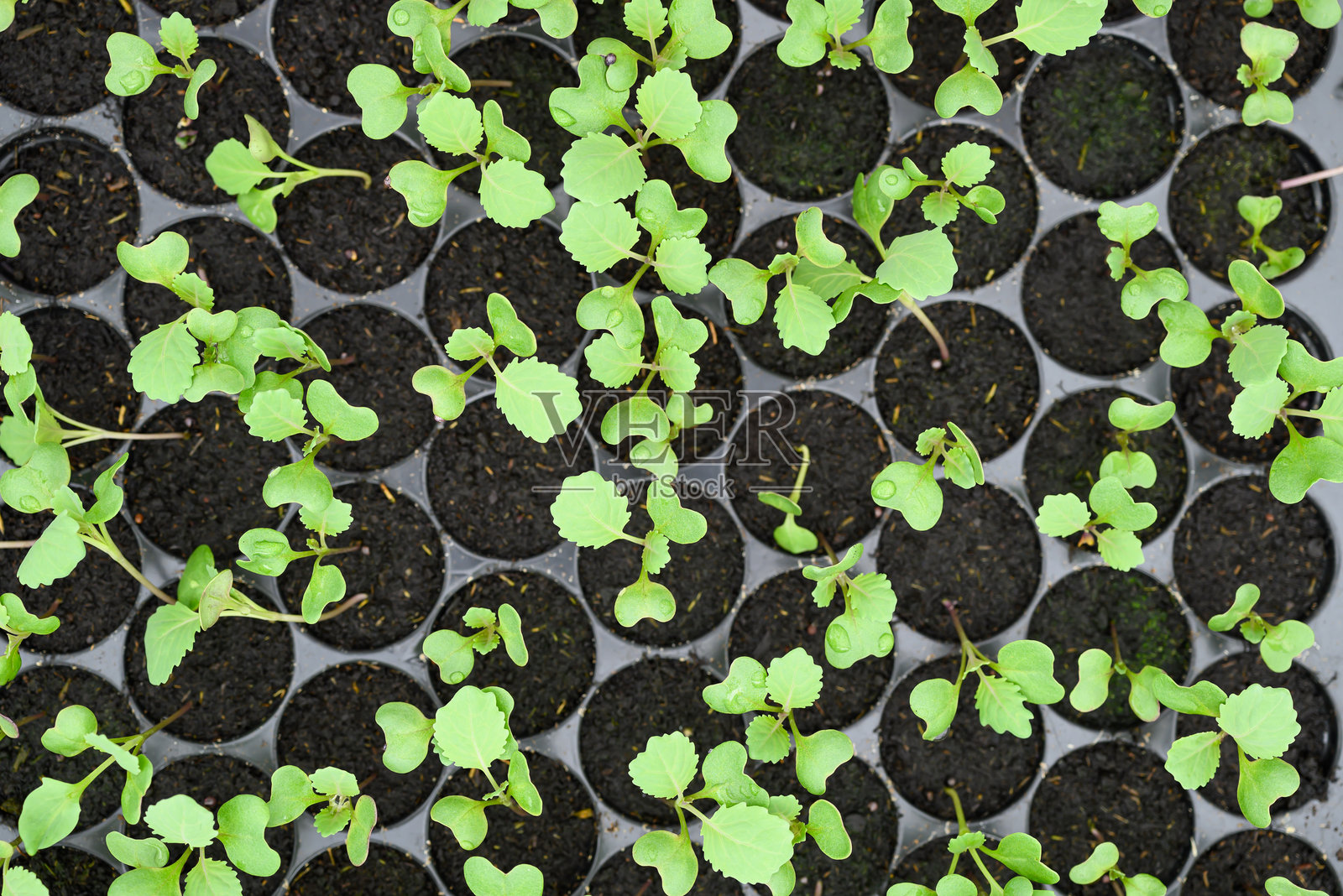 有机小蔬菜在育苗盘中生长照片摄影图片