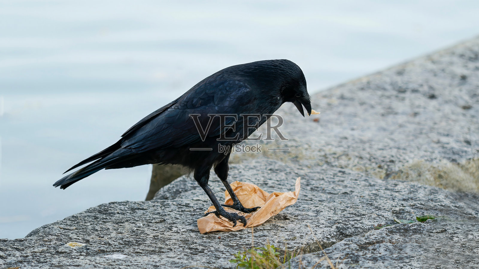 一只乌鸦在公园里检查纸袋照片摄影图片