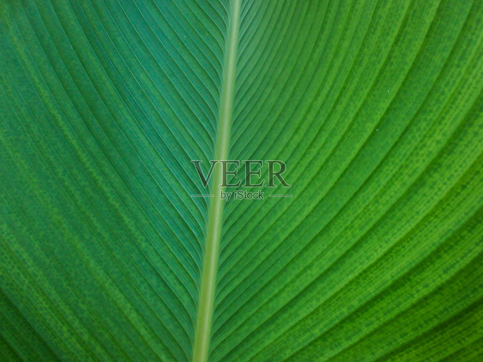 卡拉希亚·卢特亚(Calathea lutea),又称为香蕉美人蕉,是一种属于马兰塔科(Marantaceae)科的开花植物。这种植物适合用于花园装饰。照片摄影图片