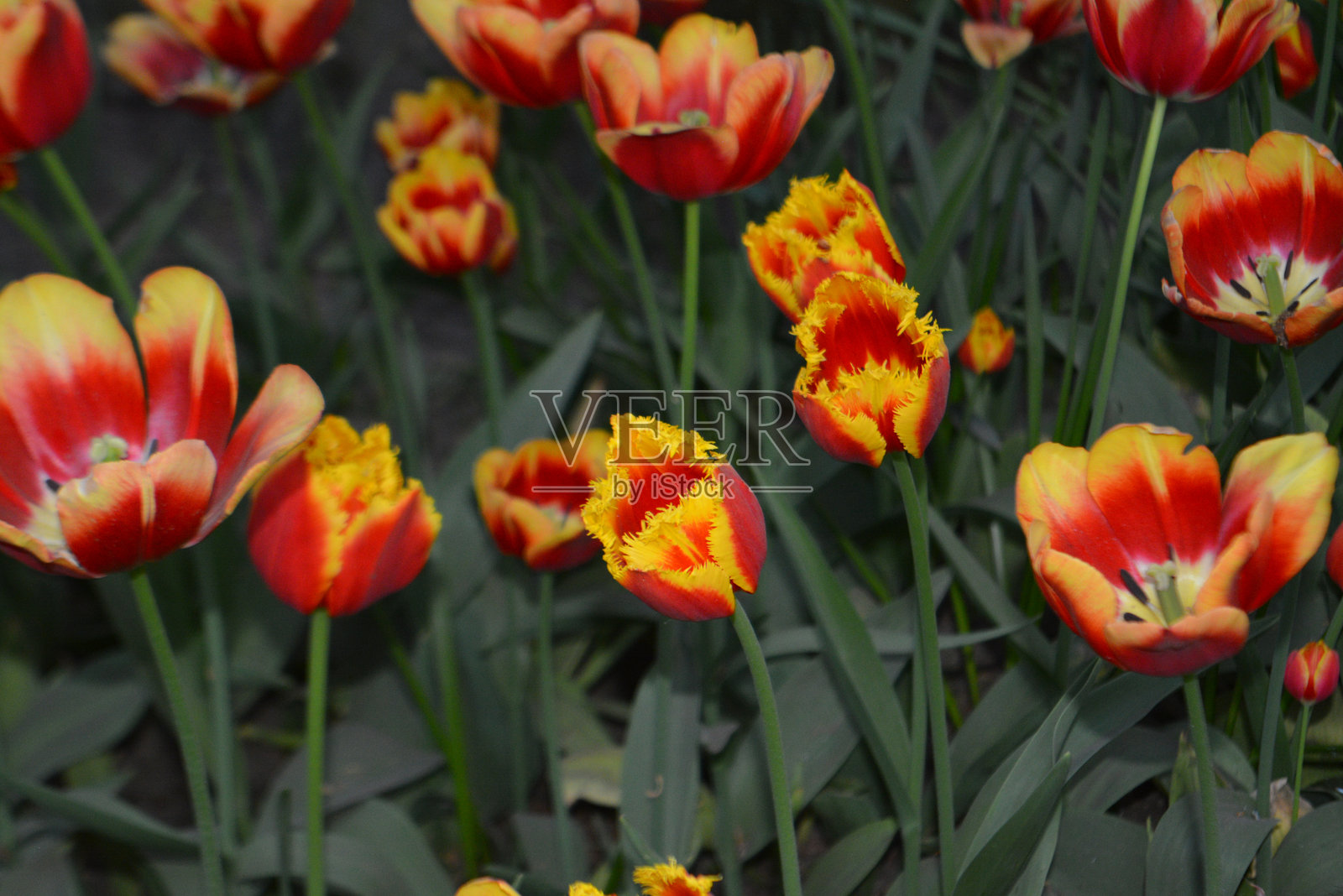 郁金香照片摄影图片