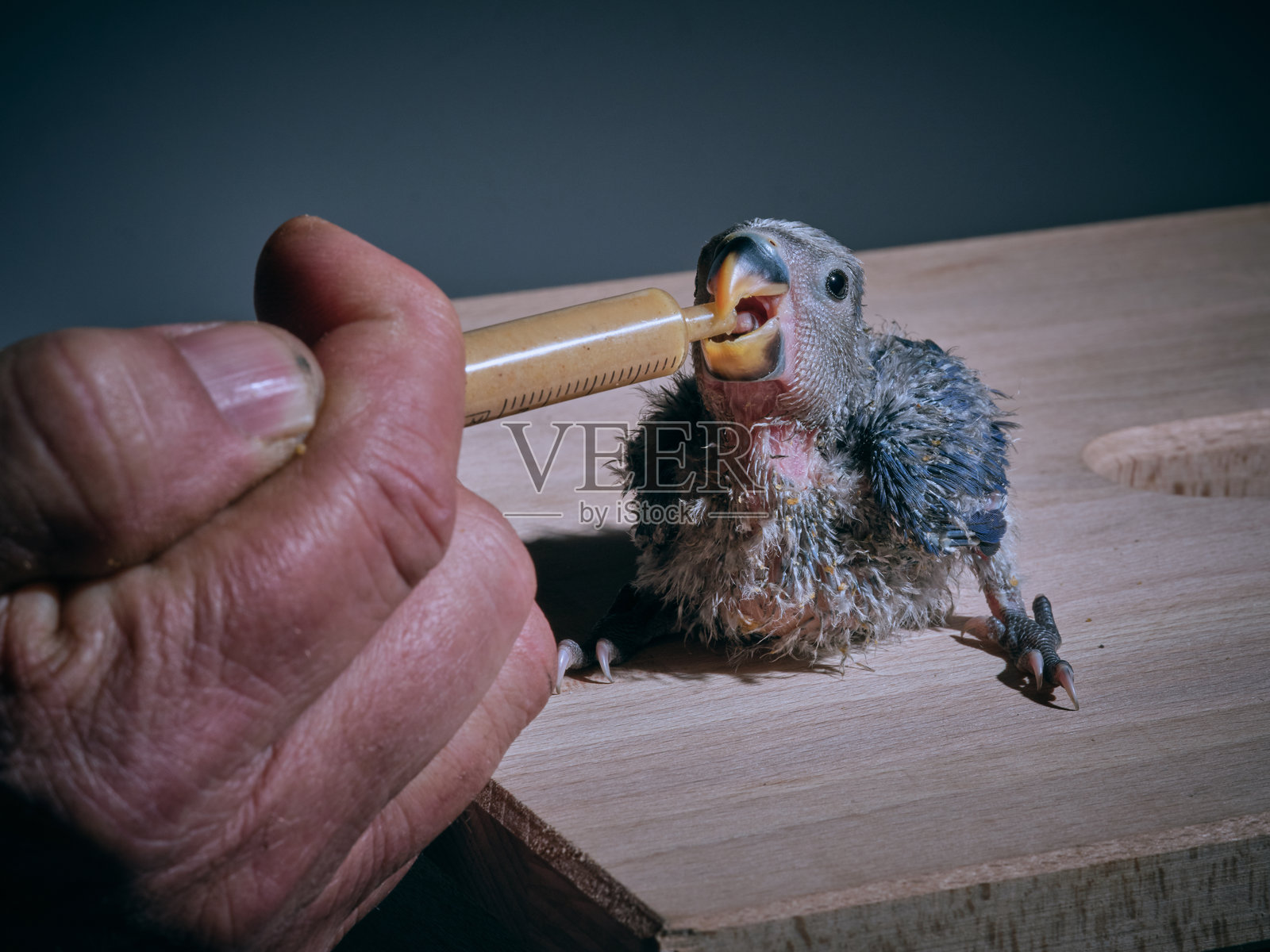 修剪中的男子喂养爱情鸟雏鸟照片摄影图片