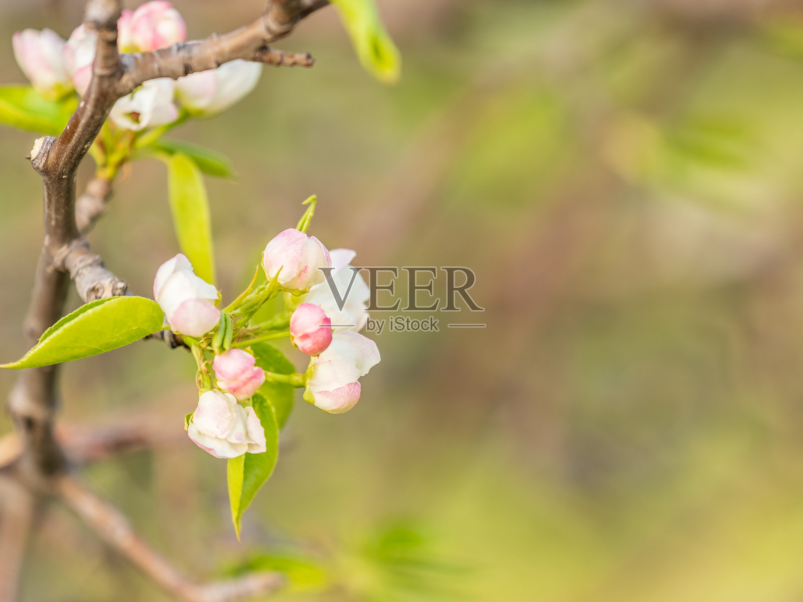 白色盛开的苹果树。白色苹果花。照片摄影图片