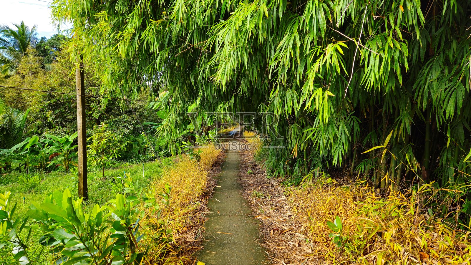 越南湄公河三角洲永隆省芒市区乡村狭窄的村街,清晨时分。照片摄影图片