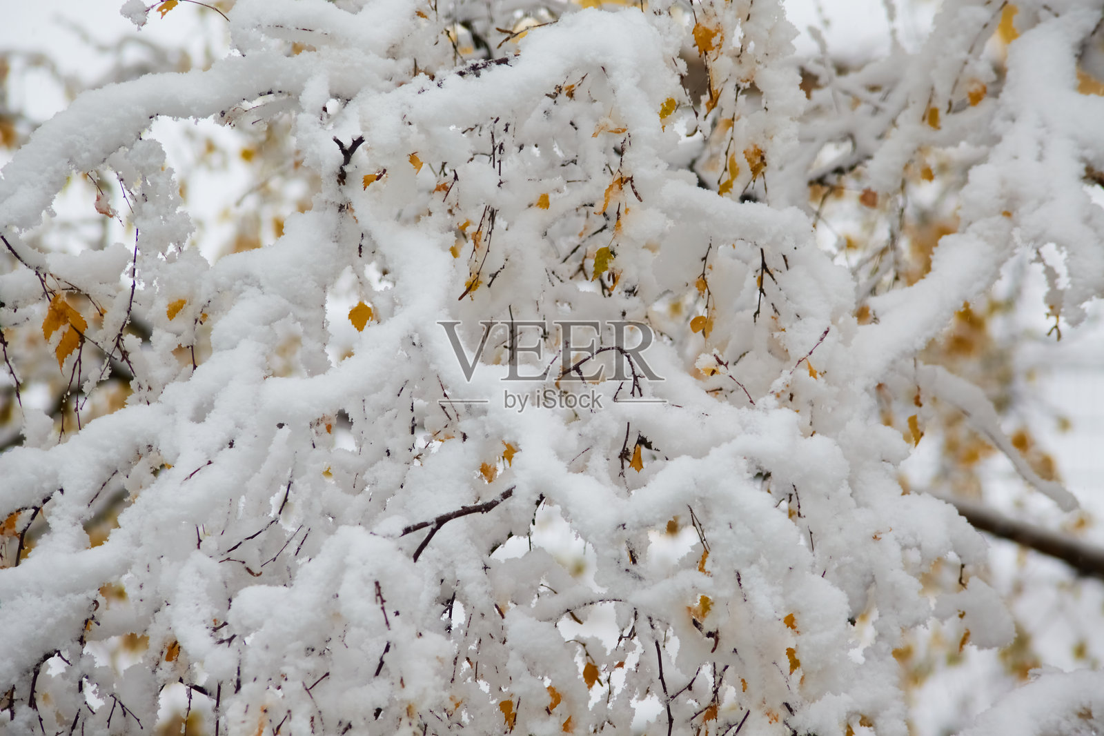细腻的湿雪花附着在带着最后秋叶的树枝上。照片摄影图片