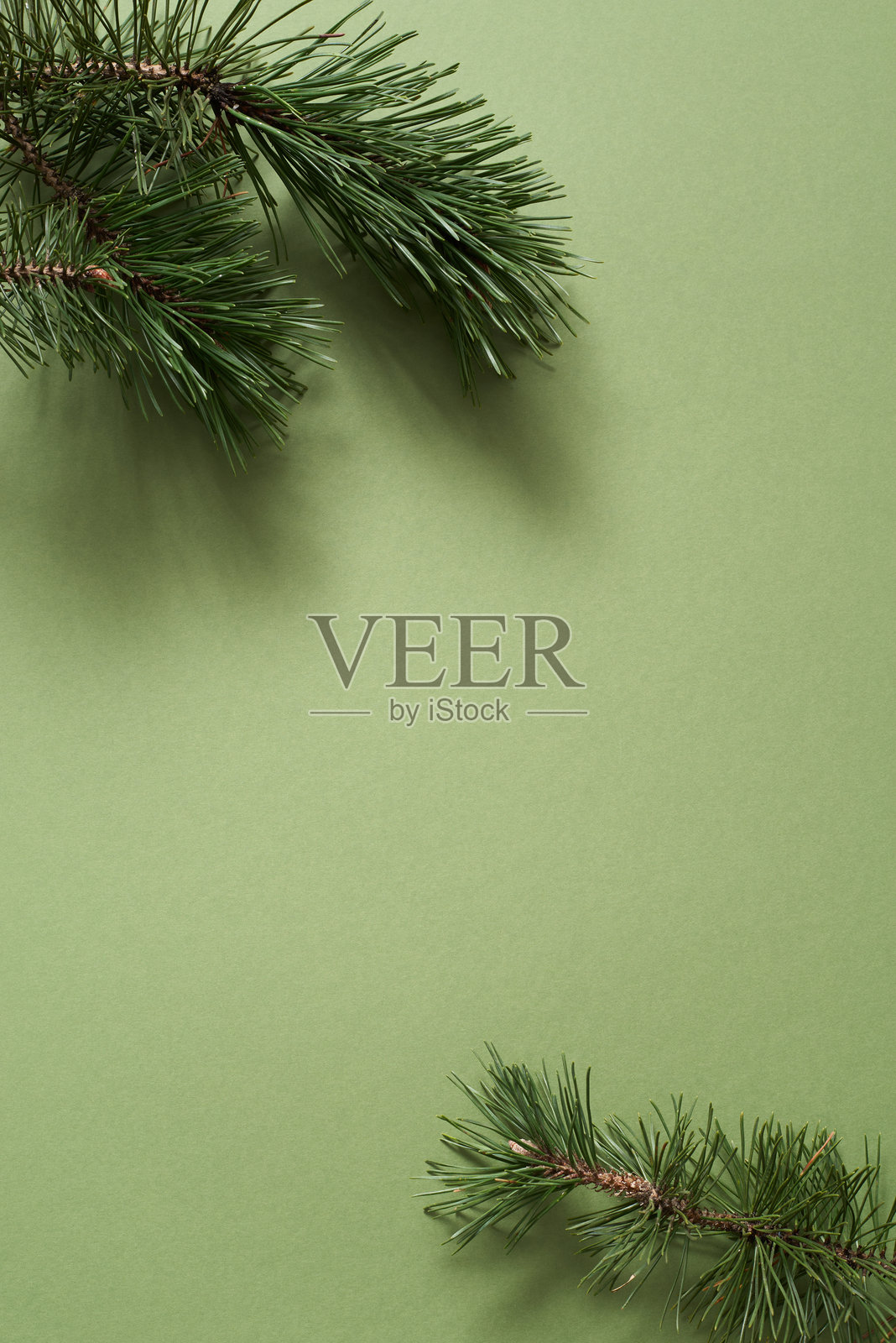 两根小松枝巧妙地放置在浅橄榄绿色的表面上照片摄影图片