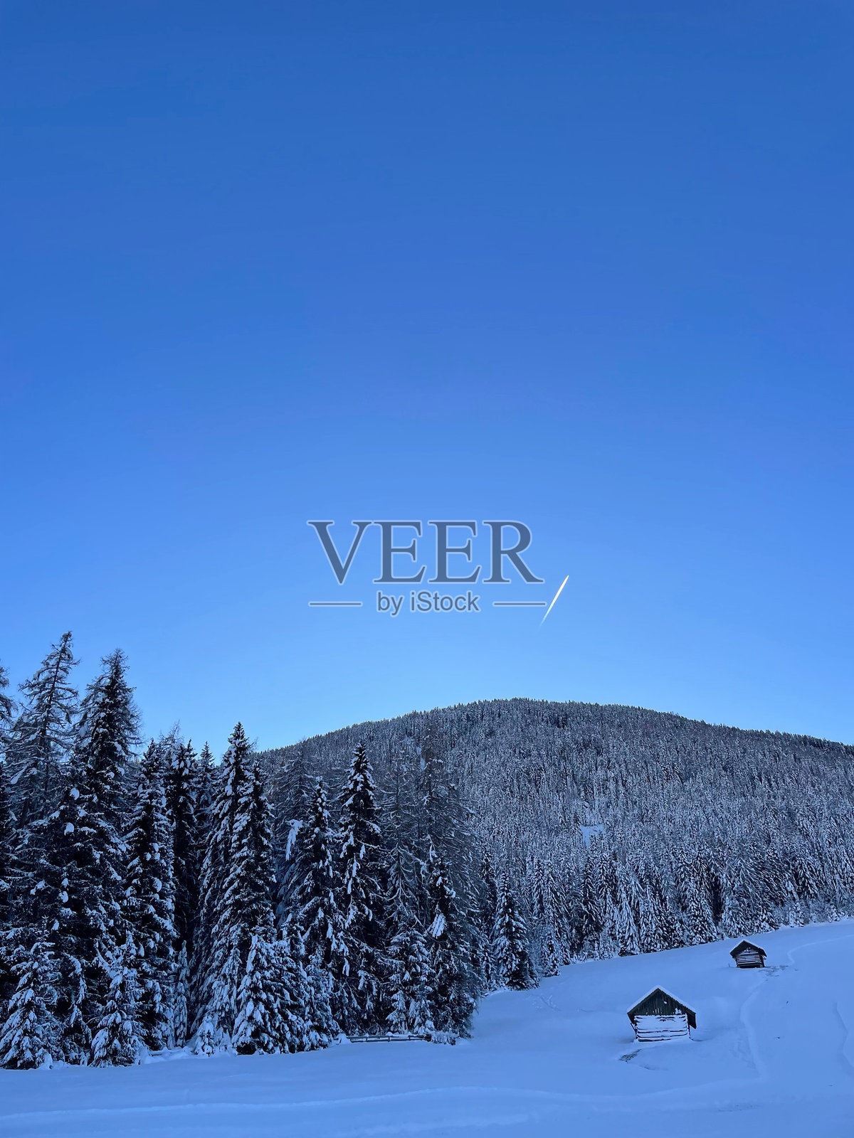 冬季的森林照片摄影图片