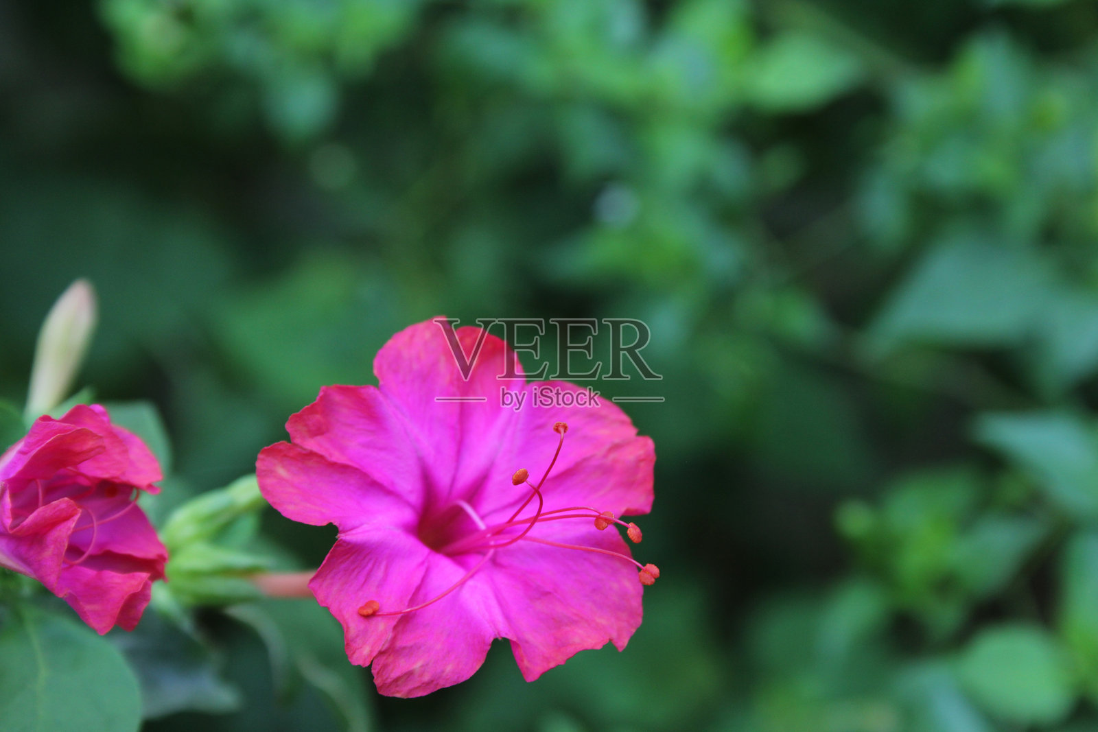 秘鲁的紫红色奇迹或四点钟花,米拉比利斯·哈拉帕照片摄影图片