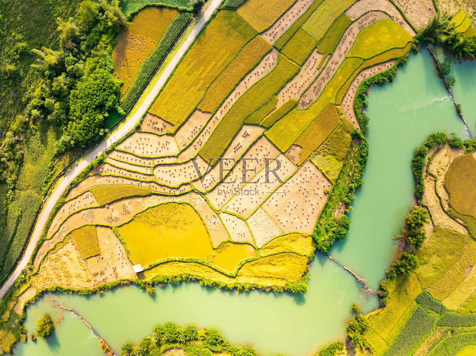 收获季节的稻田鸟瞰图,越南北部乡村的高角度视图照片摄影图片