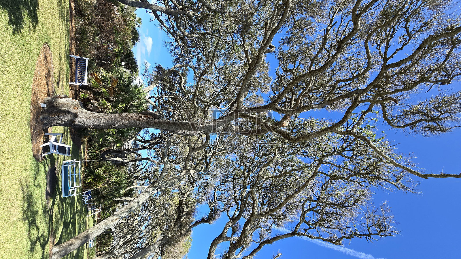 橡树照片摄影图片