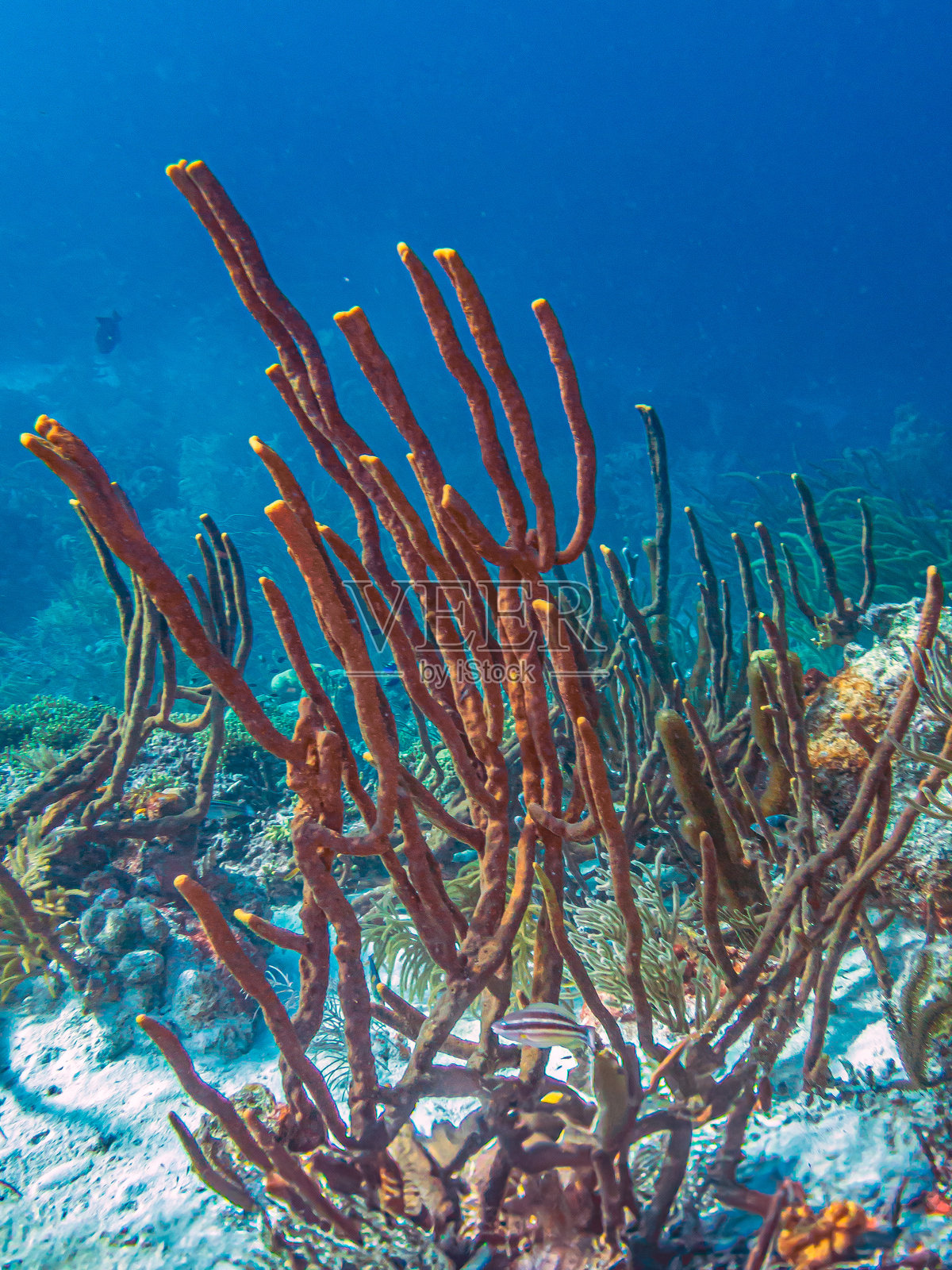 加勒比海珊瑚花园,博内尔照片摄影图片