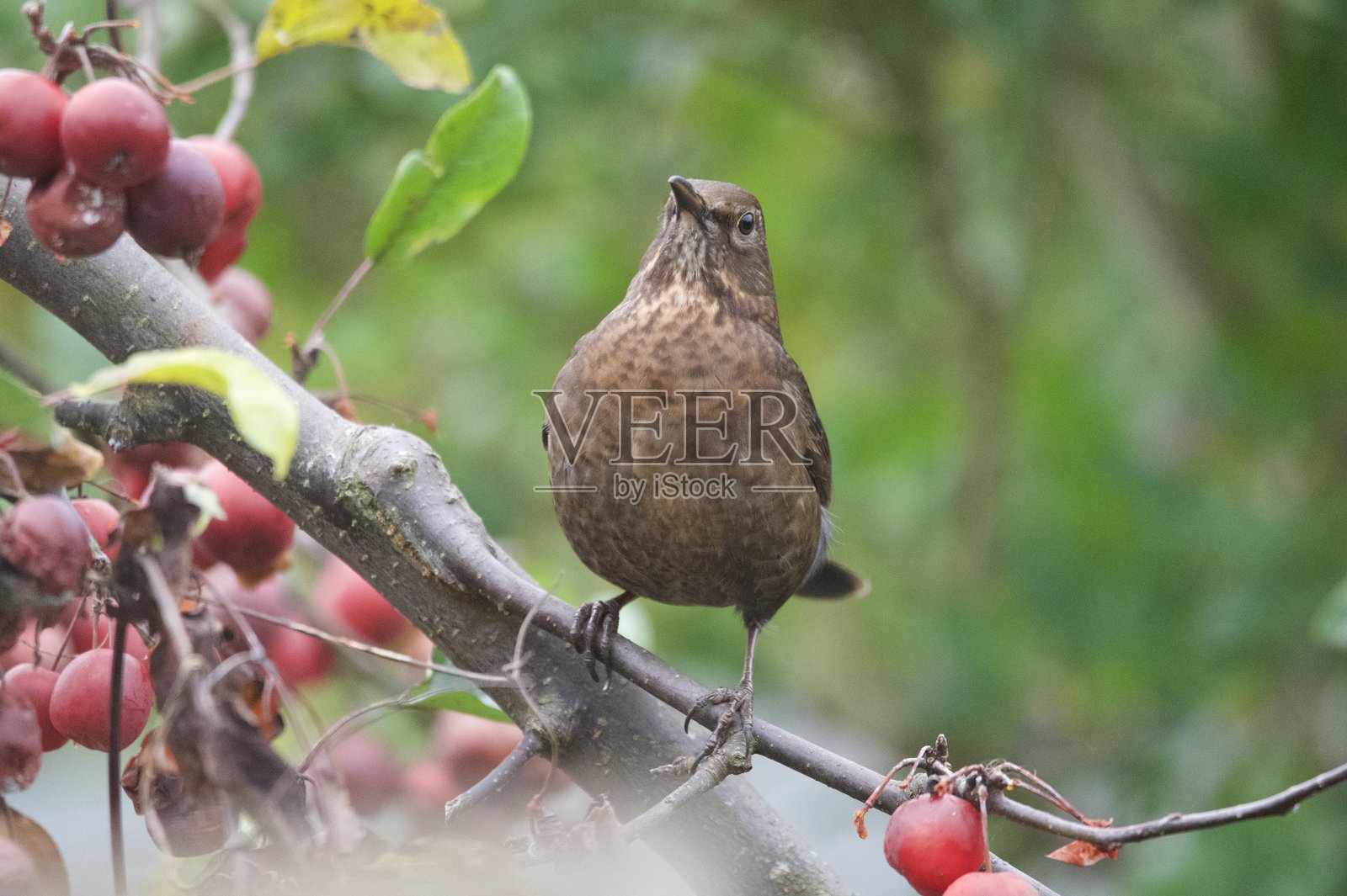黑鸟在吃红色成熟的海棠果浆果照片摄影图片