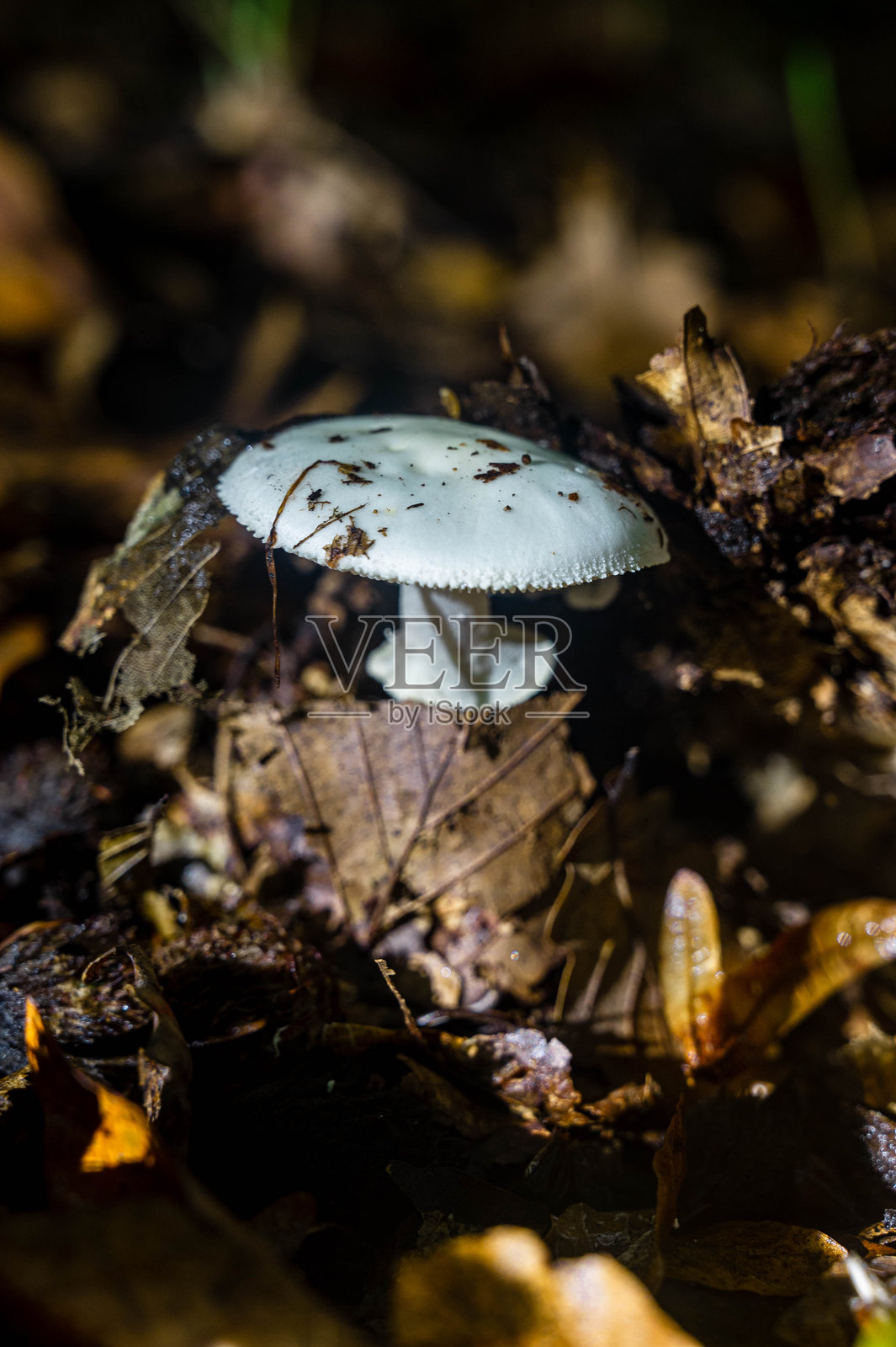 秋季蘑菇照片照片摄影图片