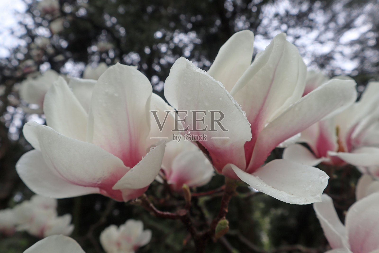 含苞待放的玉兰花瓣上沾满雨滴的特写镜头照片摄影图片