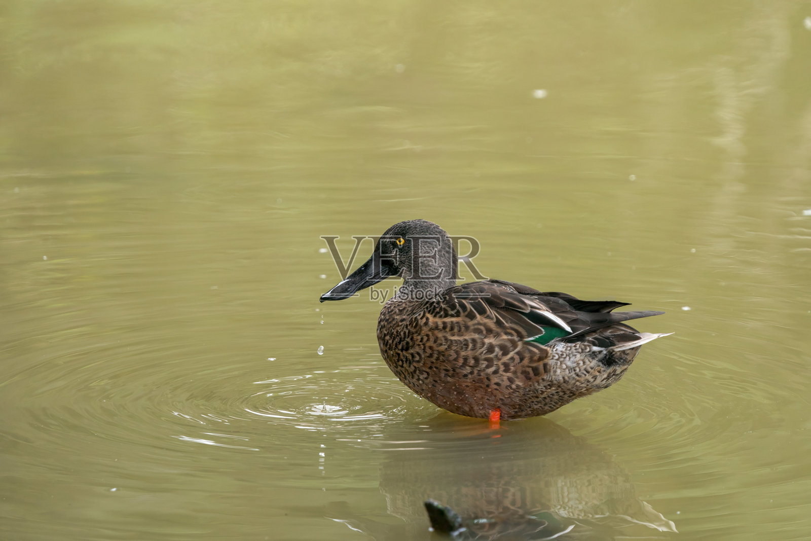 北方铲嘴鸭 (Spatula clypeata)照片摄影图片