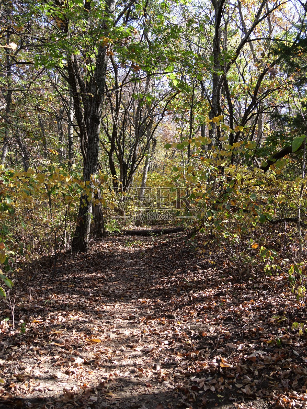 晚秋的雪松小径照片摄影图片