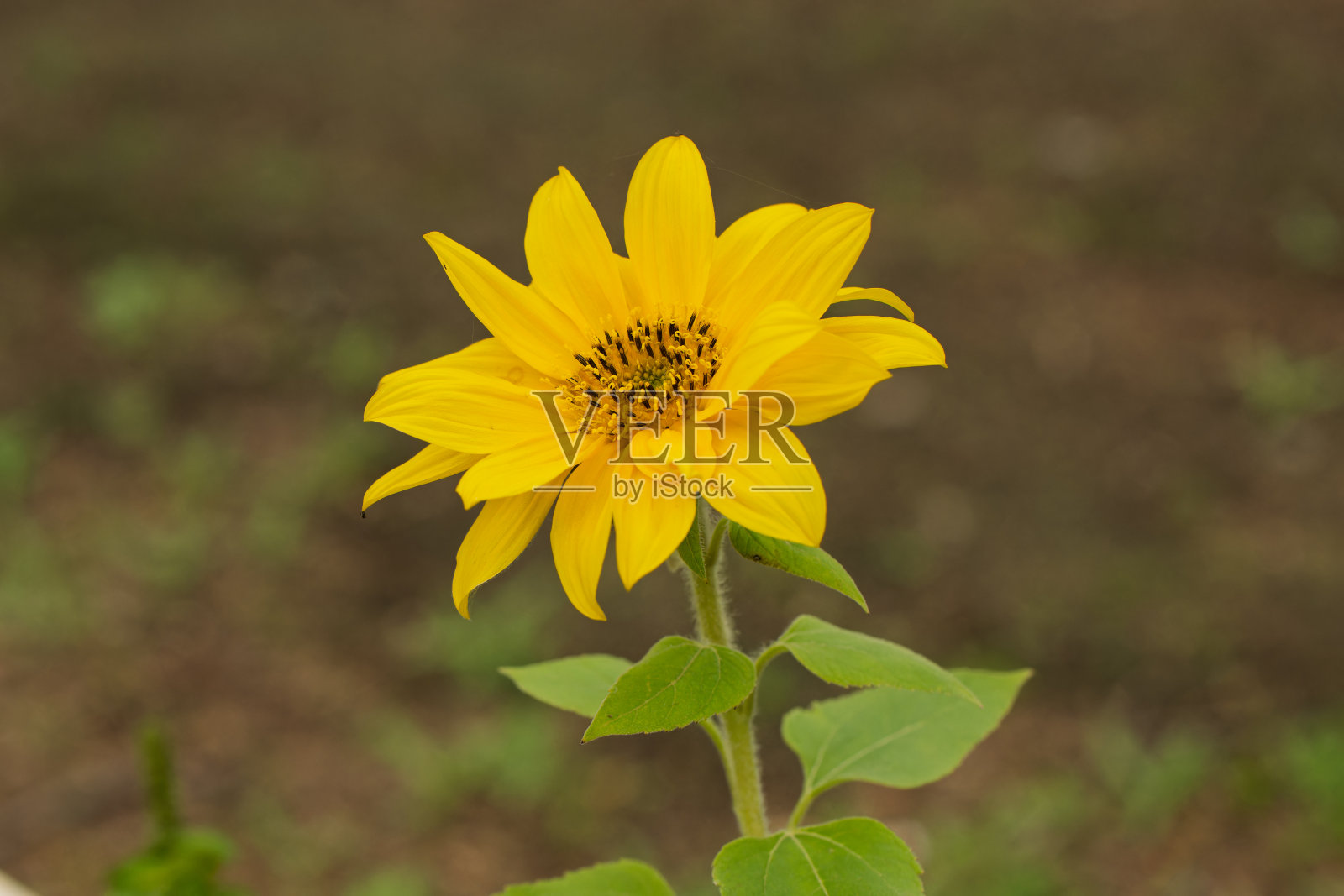 向日葵照片摄影图片