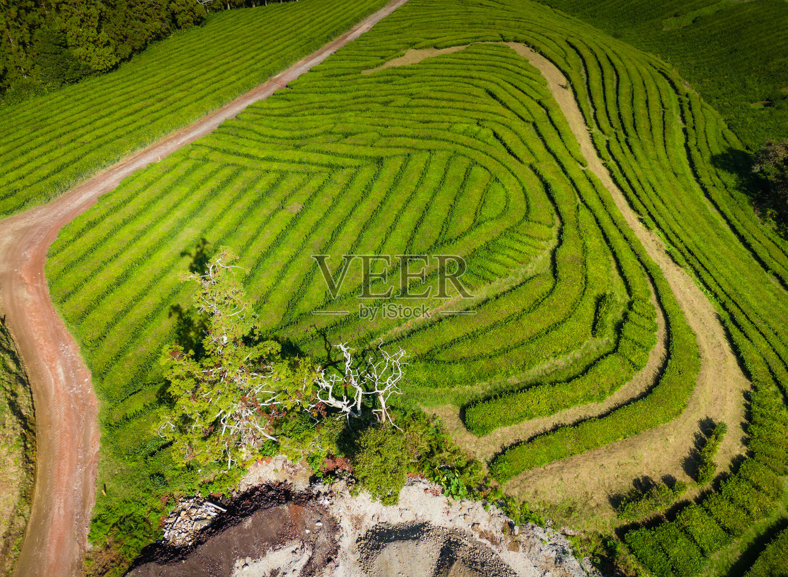 葡萄牙亚速尔群岛圣米格尔岛的查戈雷亚纳茶园。无人机航拍视角照片摄影图片
