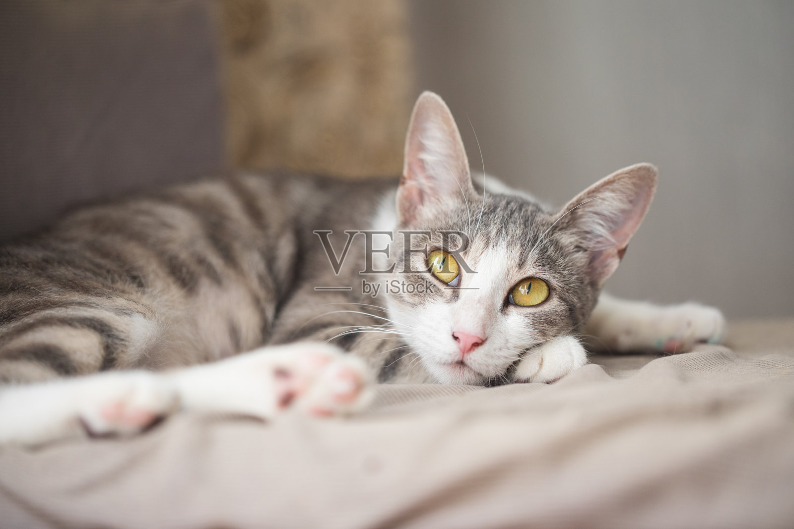 可爱的虎斑猫在家里休息照片摄影图片