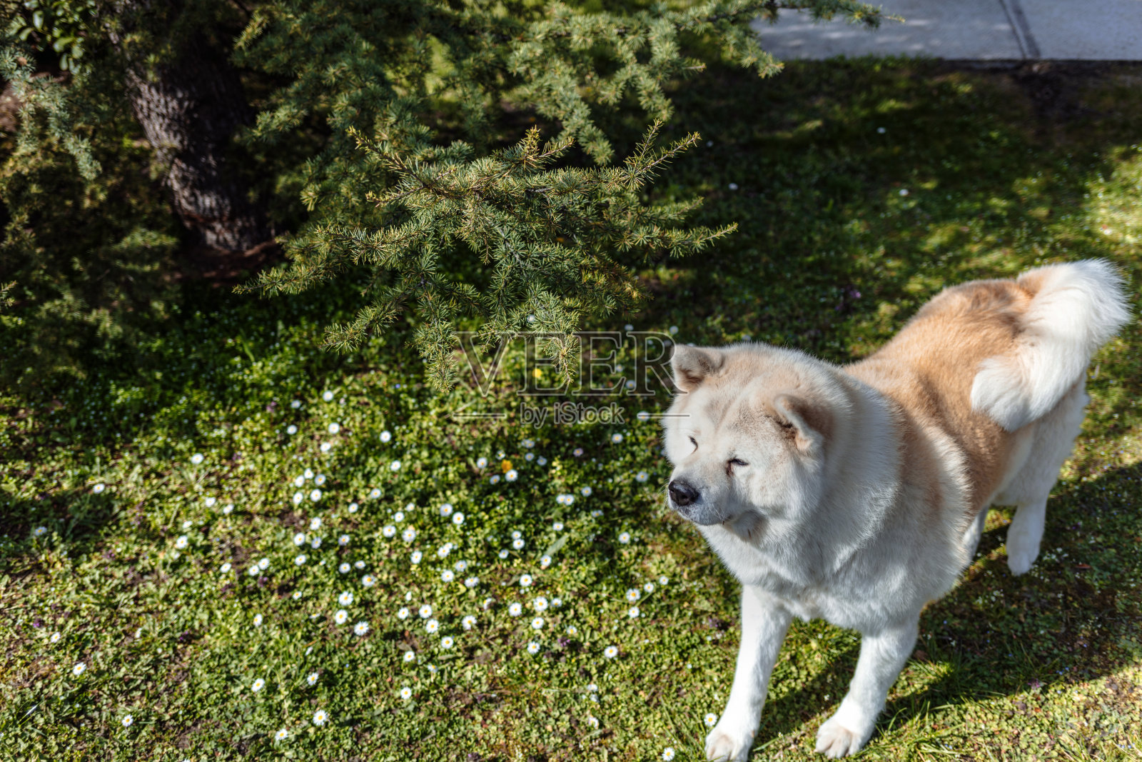狗想要的只是户外的一天。照片摄影图片