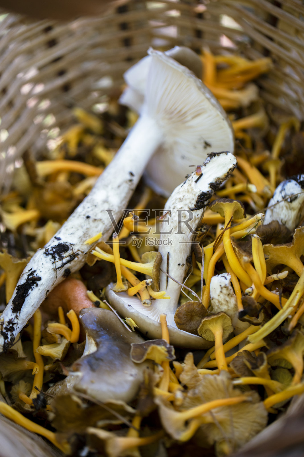 装满蘑菇的篮子照片摄影图片