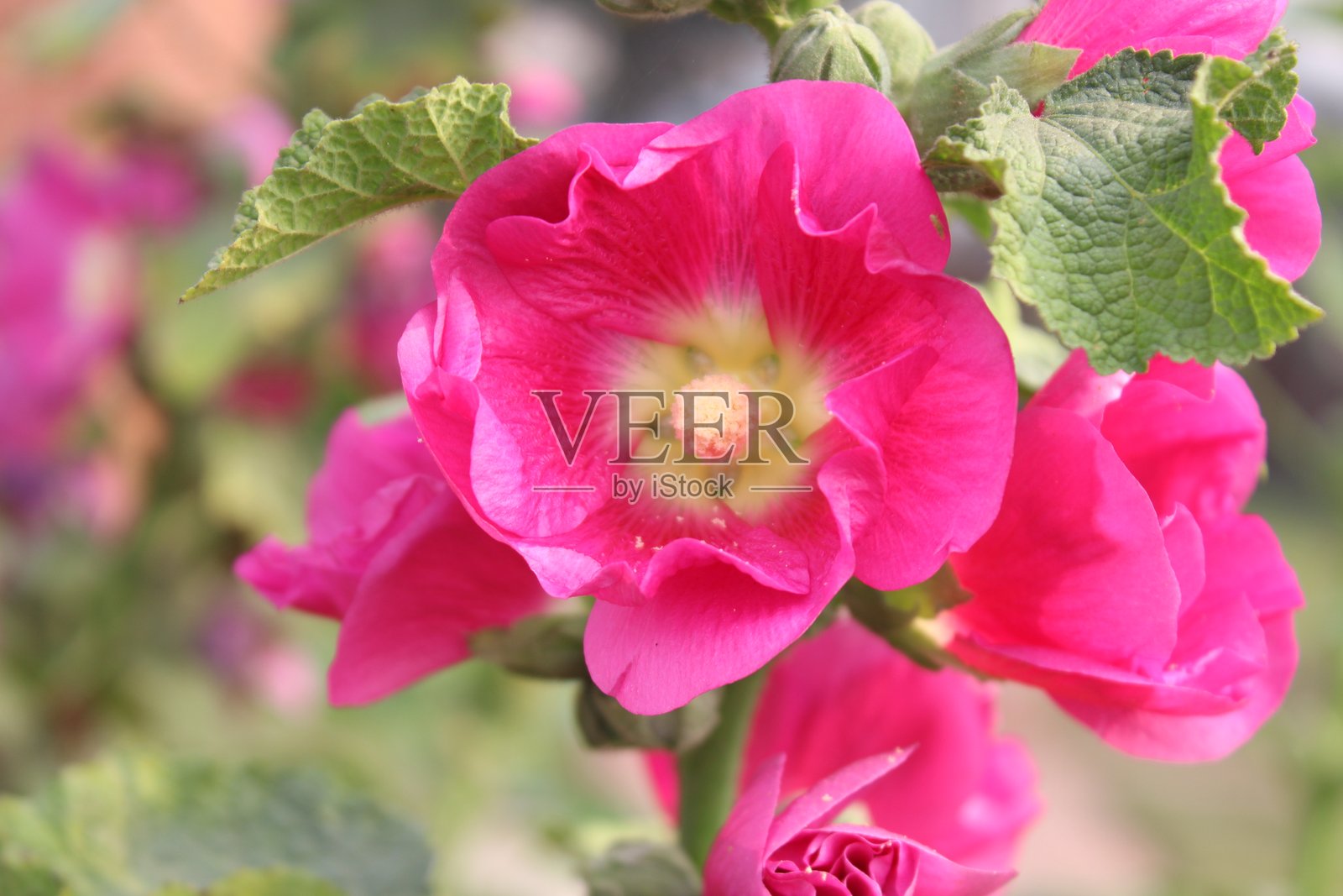 阿尔切亚·塞托萨粉色花朵特写照片摄影图片