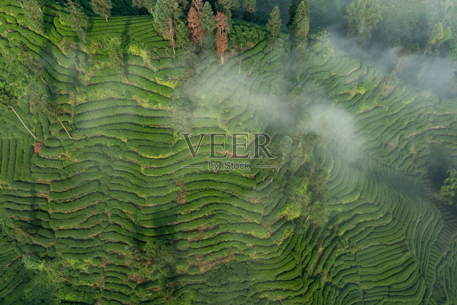 中国茶园的空中景观照片摄影图片