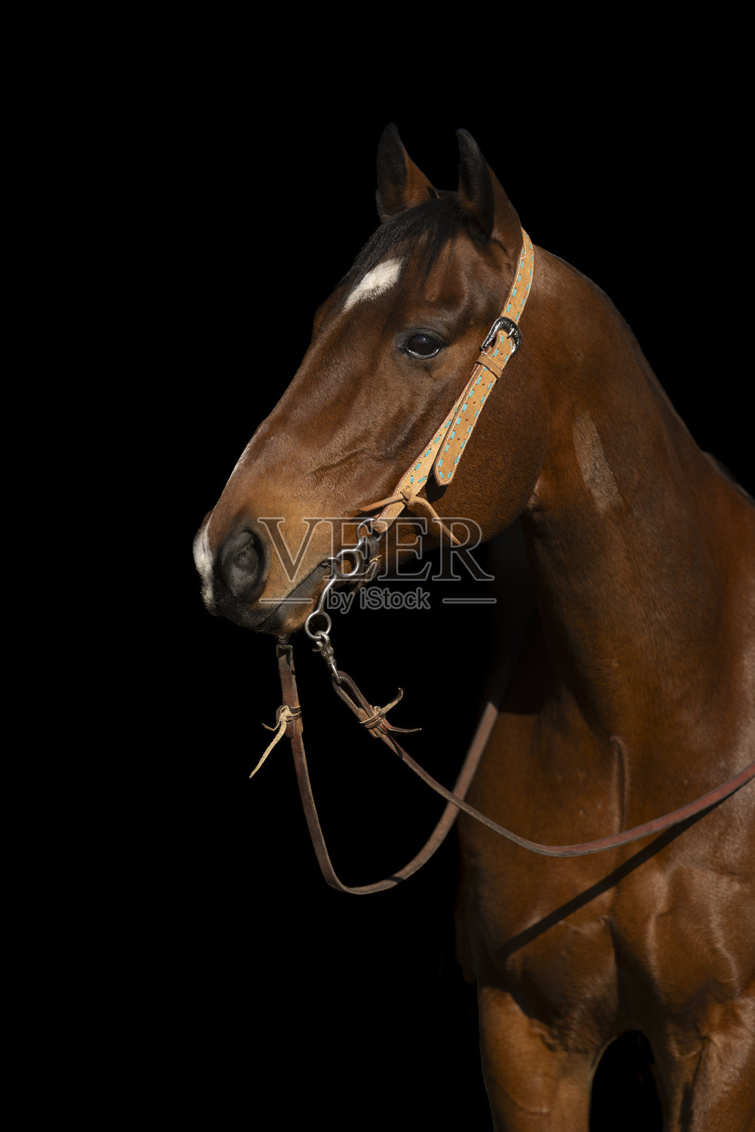 黑色背景的精美艺术马匹图像,展示了一匹栗色马的胸部和头部,佩戴着皮质马嚼和缰绳。照片摄影图片