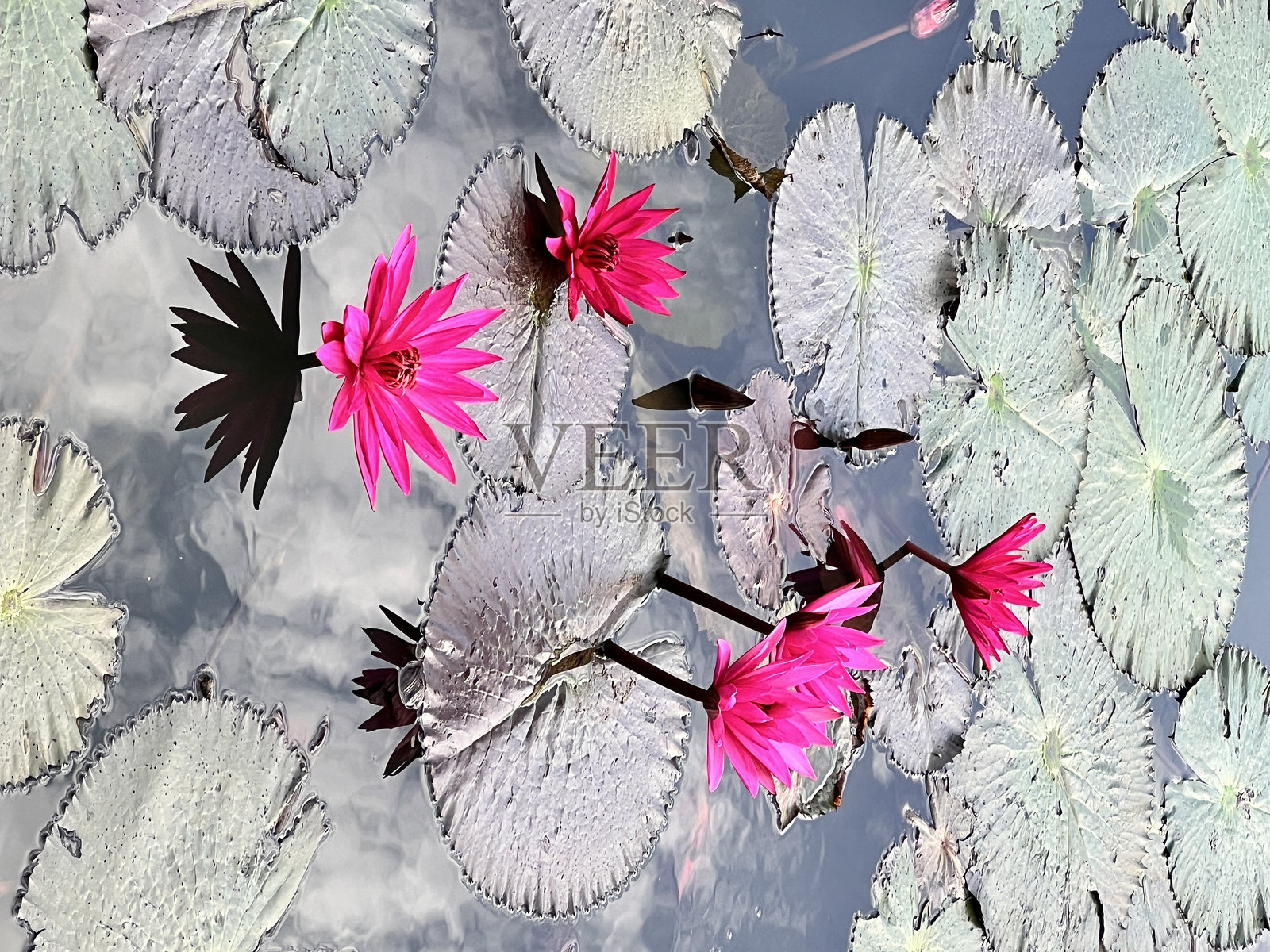 莲花照片摄影图片