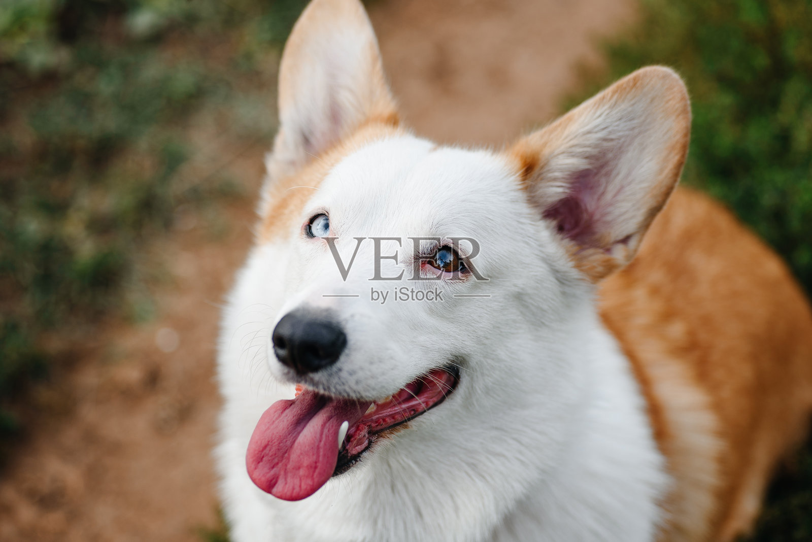 柯基犬坐在公园的小径上照片摄影图片