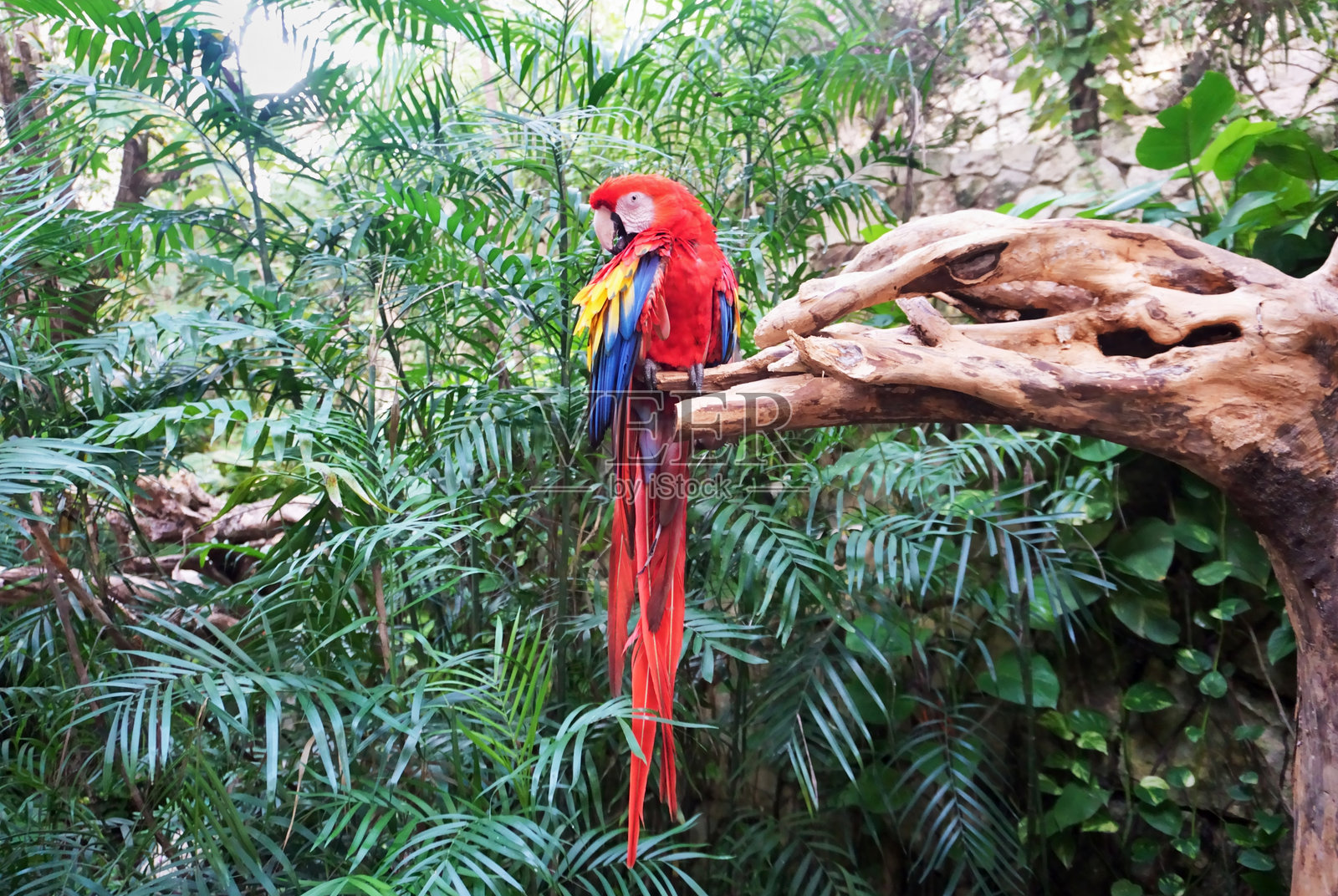 红色金刚鹦鹉(Ara macao)栖息在干枯的树干上照片摄影图片