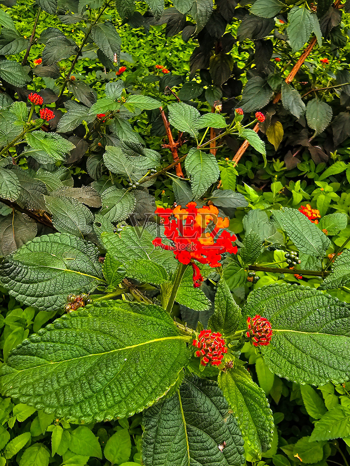橙色花朵照片摄影图片