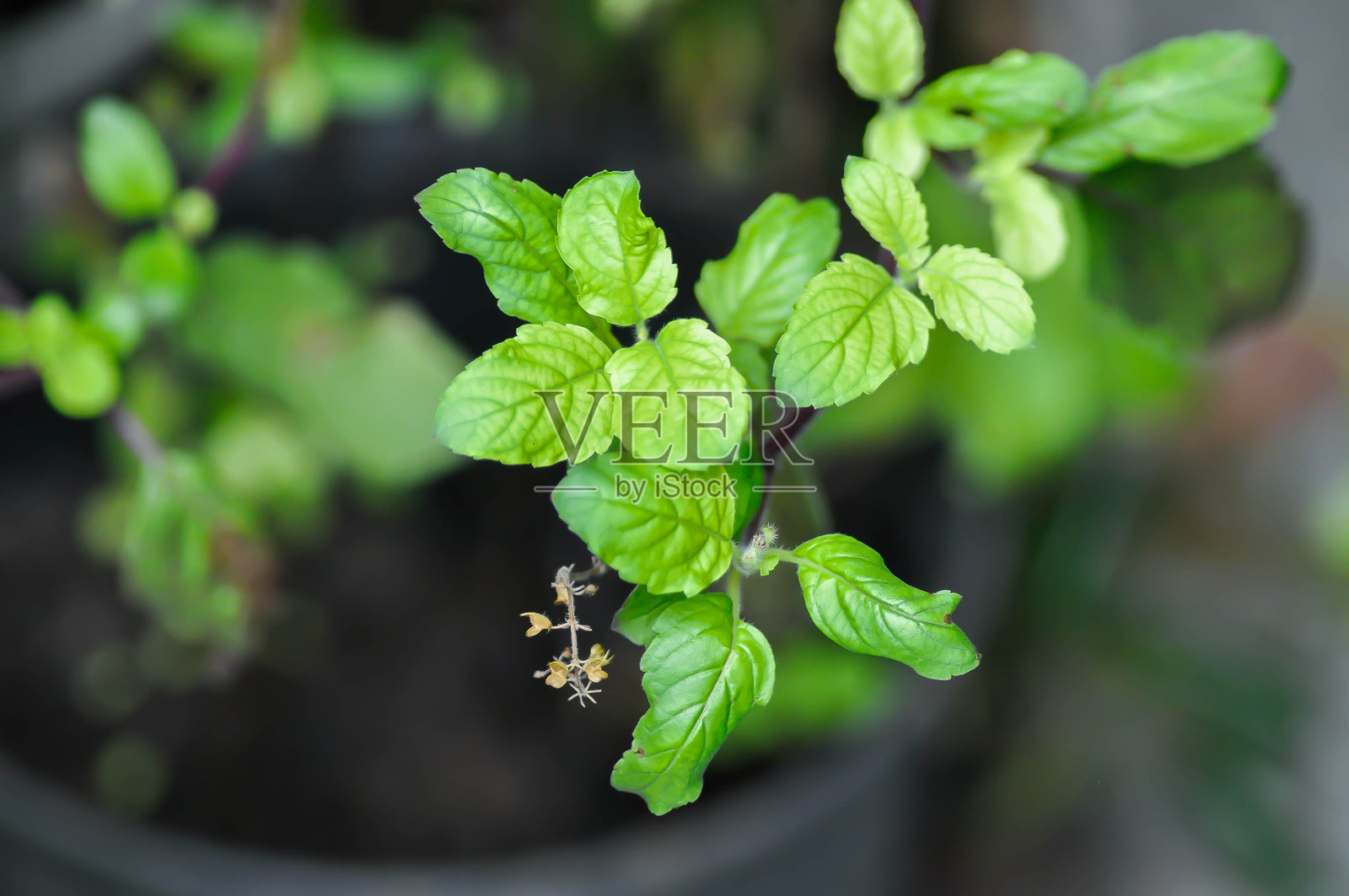 圣罗勒,神圣罗勒或罗勒科照片摄影图片