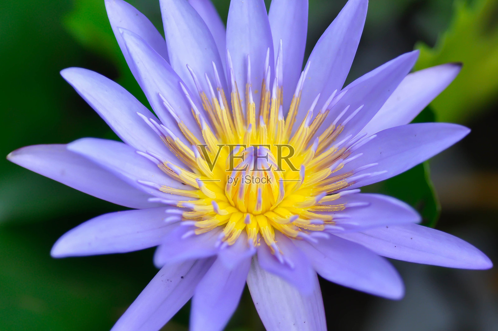 池塘中的紫色莲花或神圣莲花或埃及莲花或莲花(Nelumbo nucifera Gaertn)照片摄影图片