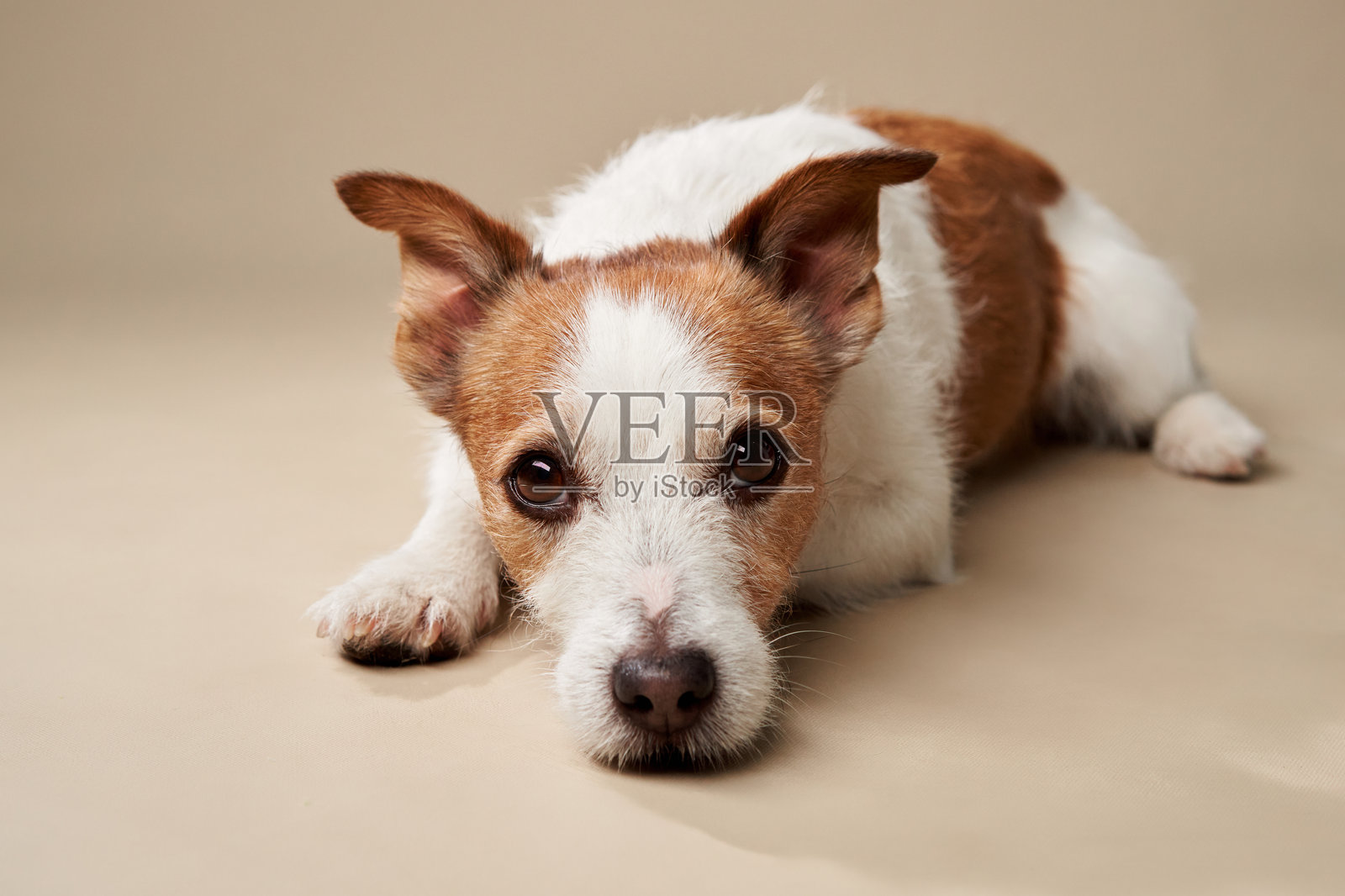 杰克罗素梗在米色背景上放松休息照片摄影图片